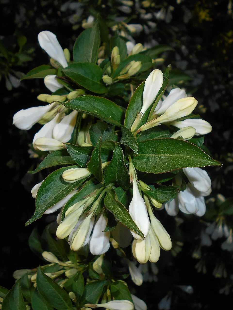 Fehér virágú rózsalonc / Weigela florida 'Alba'