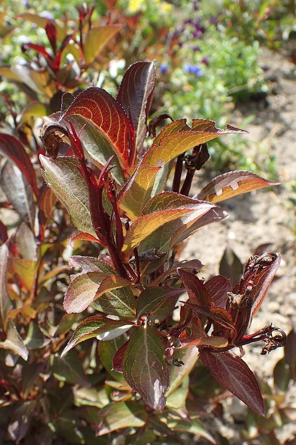 Bordó virágú, bordó levelű rózsalonc / Weigela florida 'Alexandra' ®