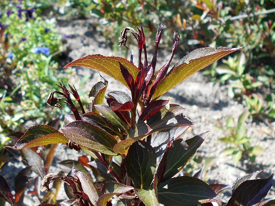 Bordó virágú, bordó levelű rózsalonc / Weigela florida 'Alexandra' ®