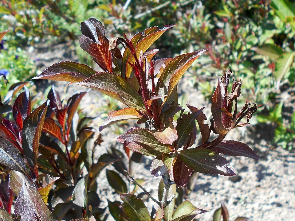 Bordó virágú, bordó levelű rózsalonc / Weigela florida 'Alexandra' ®