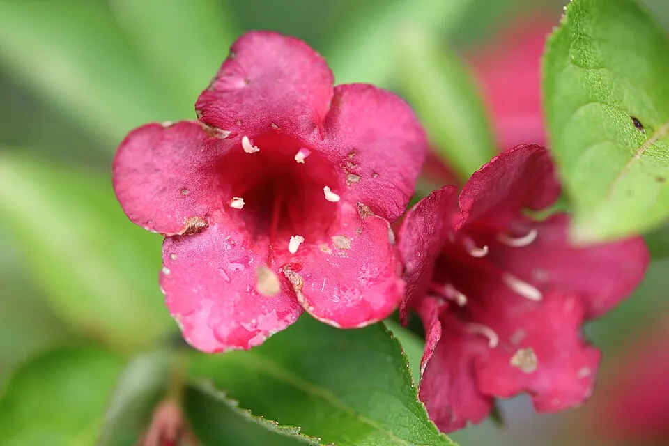 Piros virágú, zöld levelű rózsalonc / Weigela florida 'Bristol Ruby'