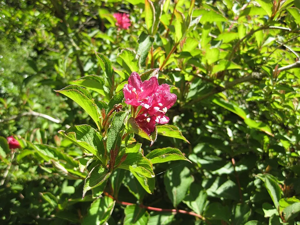 Piros virágú, zöld levelű rózsalonc / Weigela florida 'Bristol Ruby'