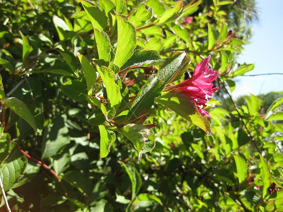 Piros virágú, zöld levelű rózsalonc / Weigela florida 'Bristol Ruby'