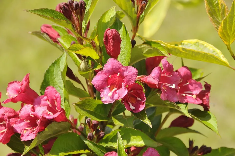 Piros virágú, zöld levelű rózsalonc / Weigela florida 'Bristol Ruby'