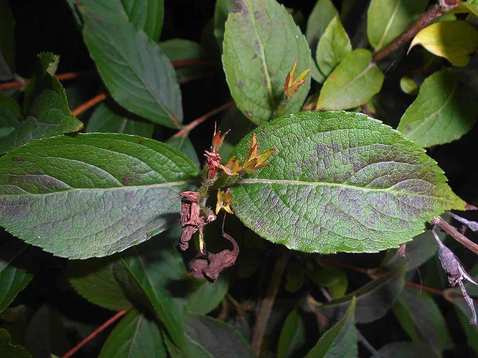 Piros virágú, zöld levelű rózsalonc / Weigela florida 'Bristol Ruby'