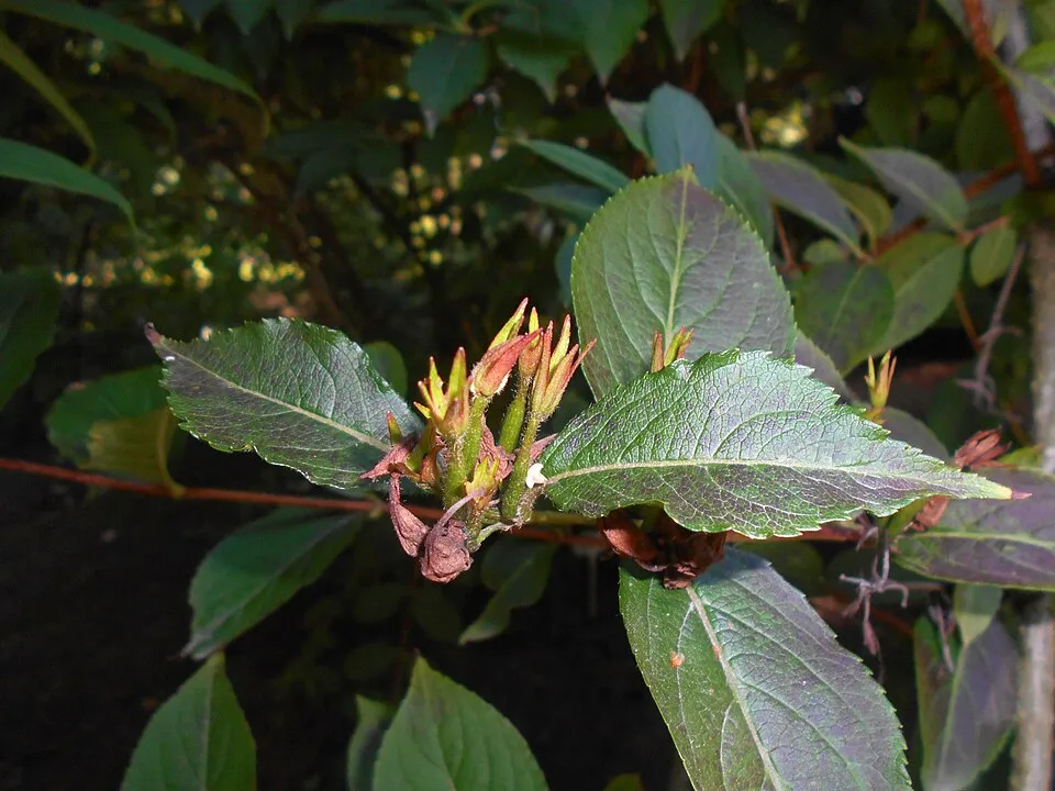Piros virágú, zöld levelű rózsalonc / Weigela florida 'Bristol Ruby'