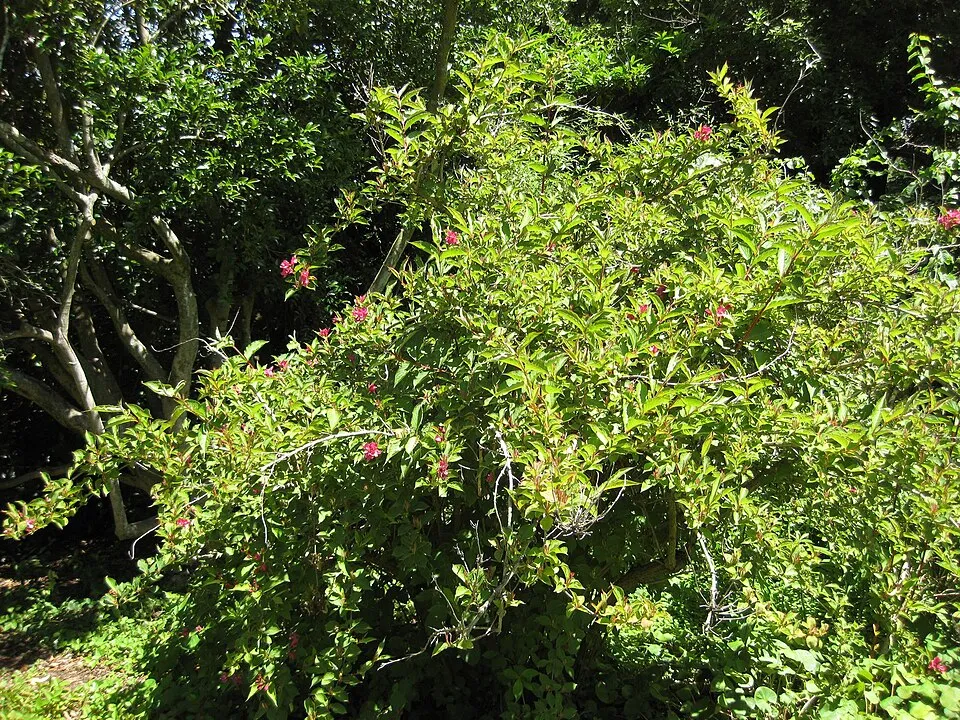 Piros virágú, zöld levelű rózsalonc / Weigela florida 'Bristol Ruby'