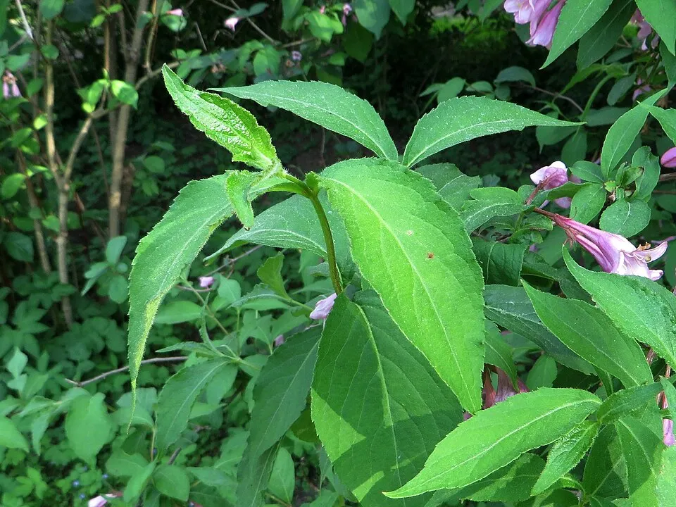 Piros virágú, zöld levelű rózsalonc / Weigela florida 'Courtared'
