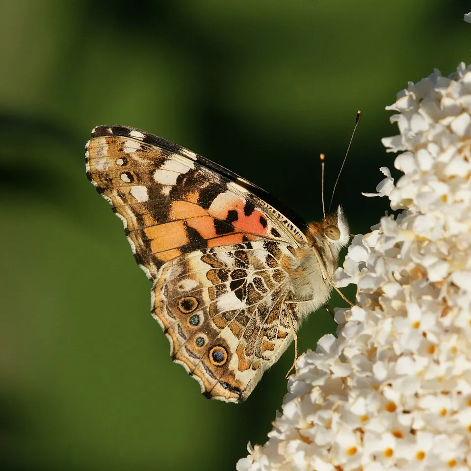 Világoslila nyáriorgona / Buddleja davidii 'Gulliver' ®