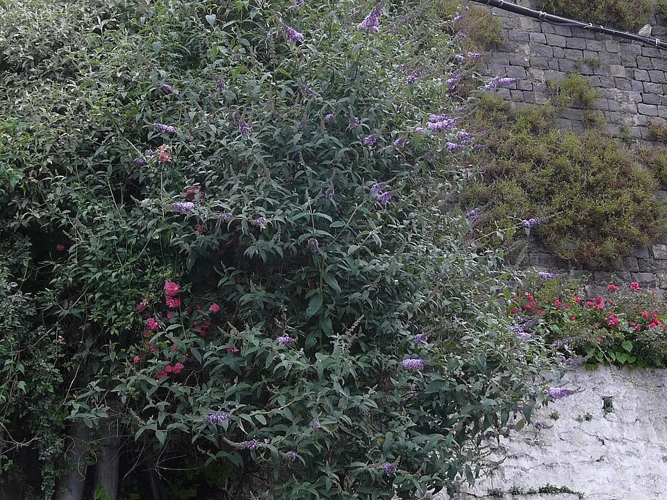 Világoslila nyáriorgona / Buddleja davidii 'Gulliver' ®