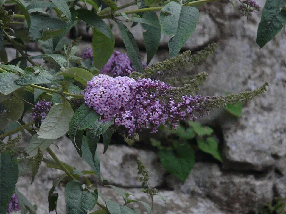 Világoslila nyáriorgona / Buddleja davidii 'Gulliver' ®
