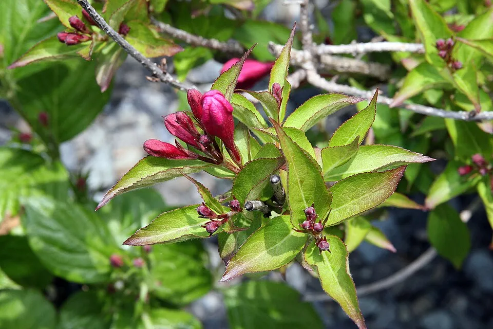 Alacsony növekedésű, bordó levelű,  piros virágú rózsalonc / Weigela florida 'Minor Black' ®
