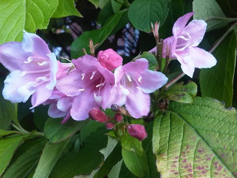 Alacsony növekedésű, bordó levelű,  piros virágú rózsalonc / Weigela florida 'Minor Black' ®