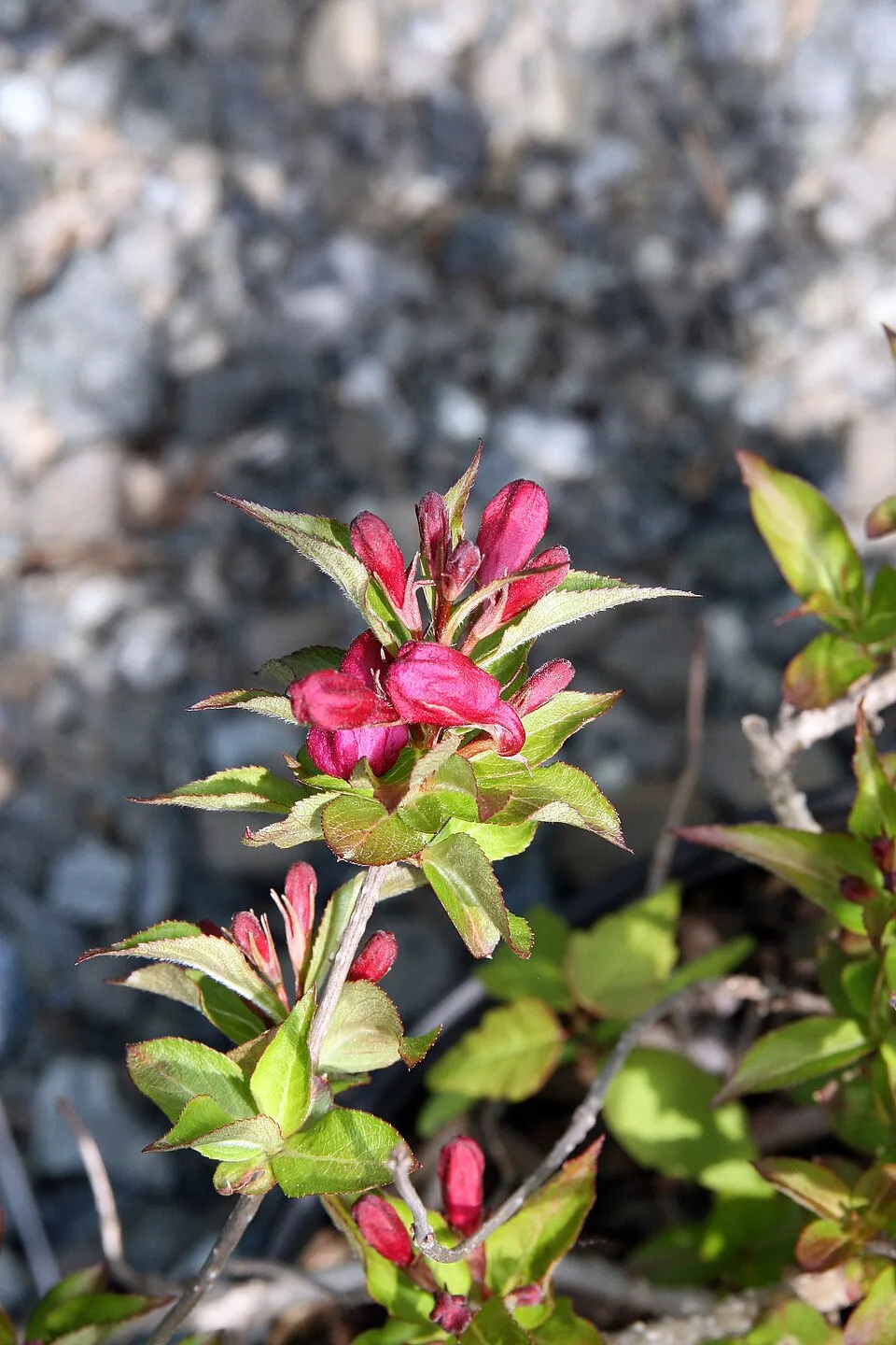 Lila virágú, barnás-bordós levelű, alacsony növekedésű rózsalonc / Weigela florida 'Nana Purpurea'