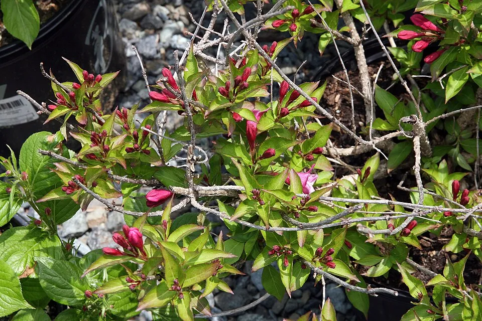 Lila virágú, barnás-bordós levelű, alacsony növekedésű rózsalonc / Weigela florida 'Nana Purpurea'