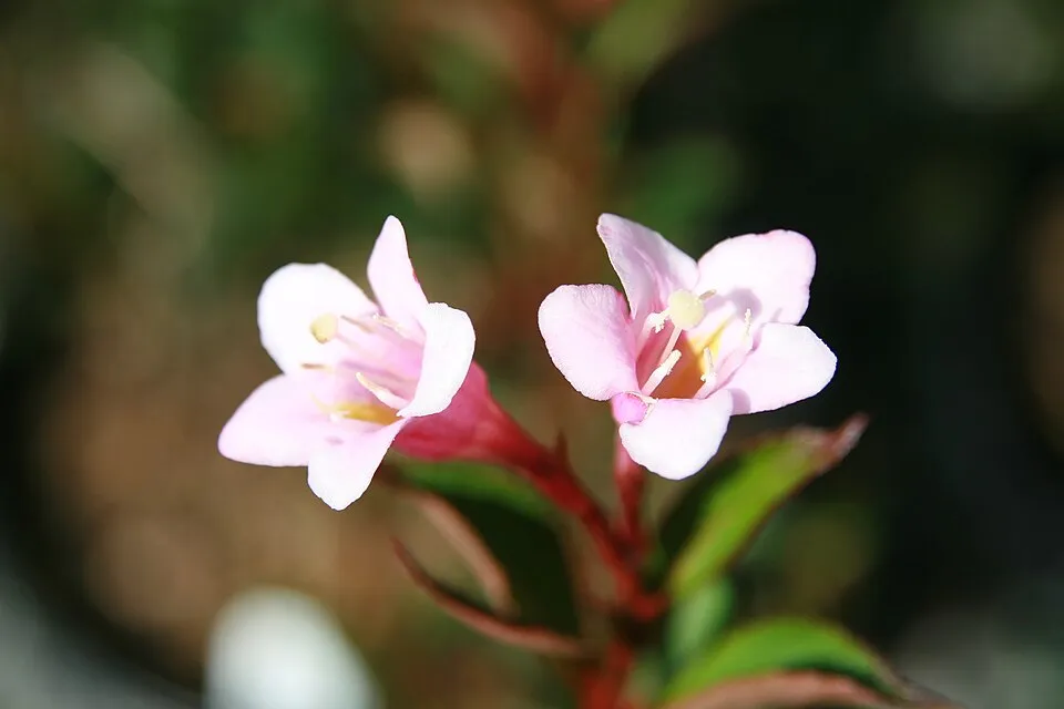Lila virágú, barnás-bordós levelű, alacsony növekedésű rózsalonc / Weigela florida 'Nana Purpurea'
