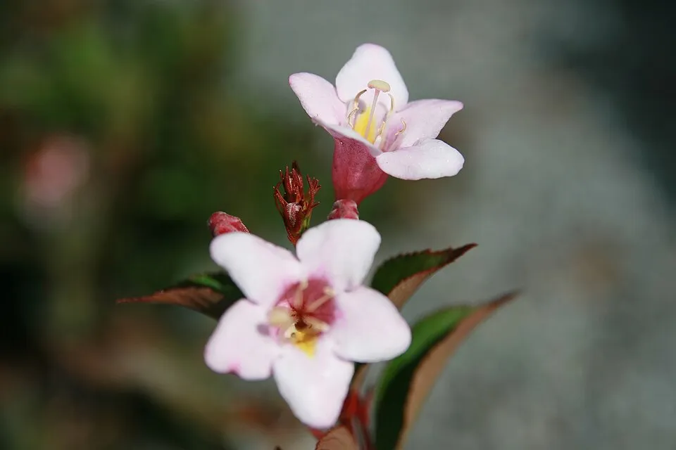 Lila virágú, barnás-bordós levelű, alacsony növekedésű rózsalonc / Weigela florida 'Nana Purpurea'
