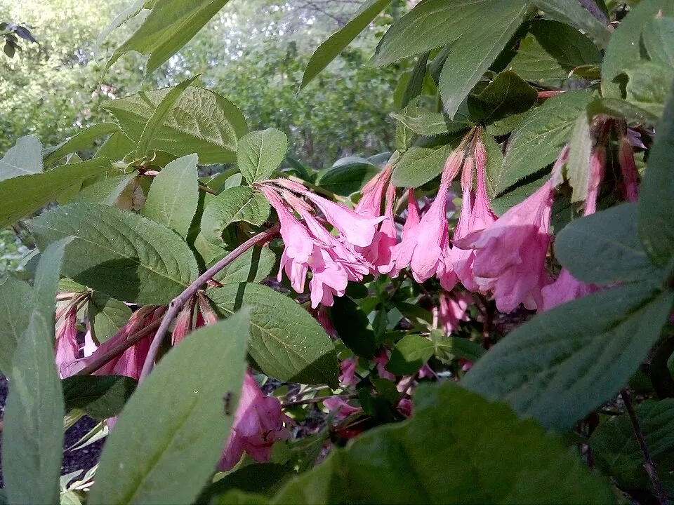 Rózsaszín virágú, zöld levelű rózsalonc / Weigela florida 'Pink Princess'