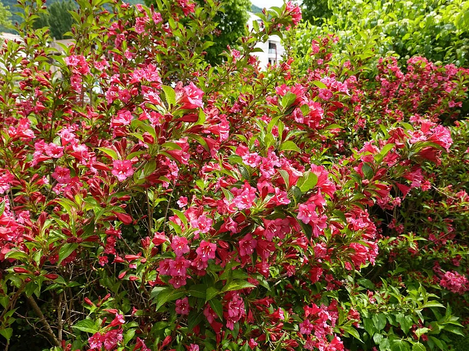 Rózsaszín virágú, zöld levelű rózsalonc / Weigela florida 'Pink Princess'