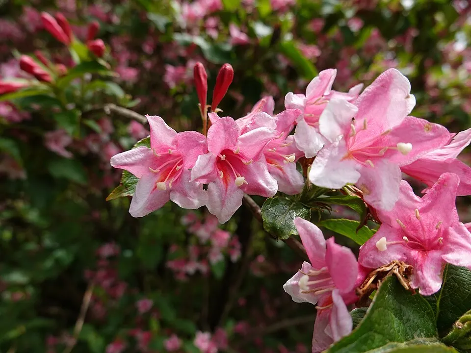 Rózsaszín virágú, zöld levelű rózsalonc / Weigela florida 'Pink Princess'