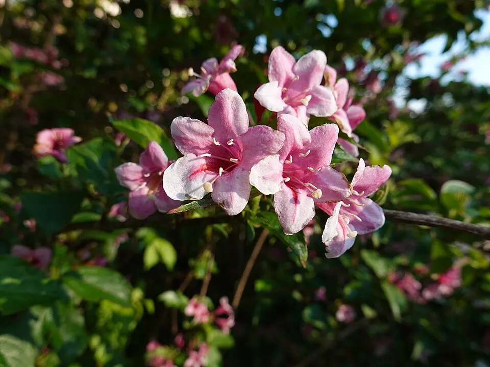 Rózsaszín virágú, zöld levelű rózsalonc / Weigela florida 'Pink Princess'