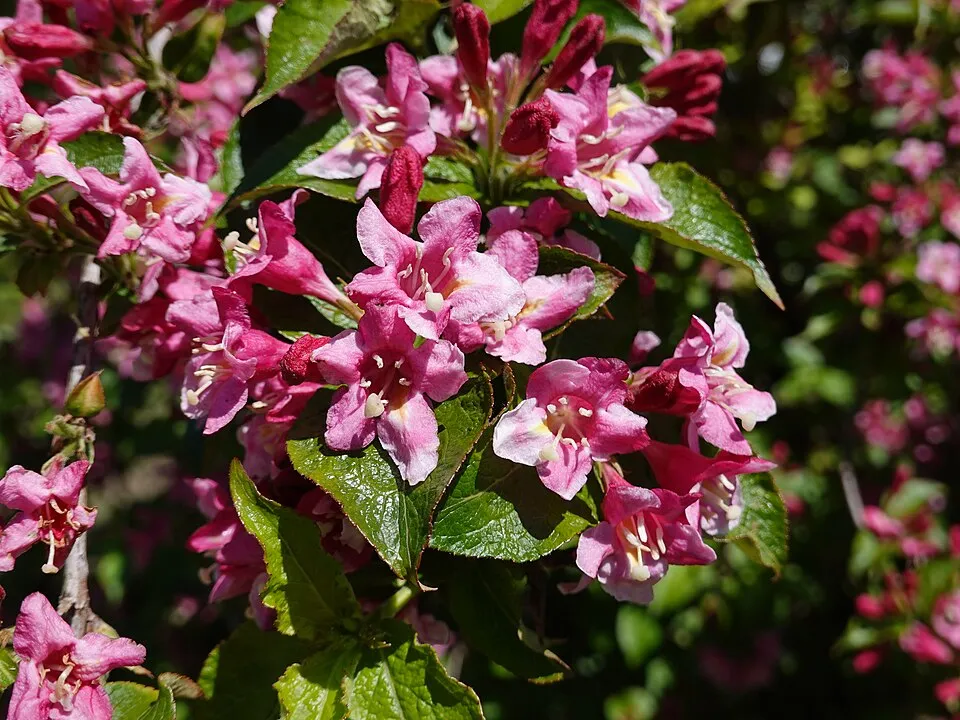 Rózsaszín virágú, zöld levelű rózsalonc / Weigela florida 'Pink Princess'