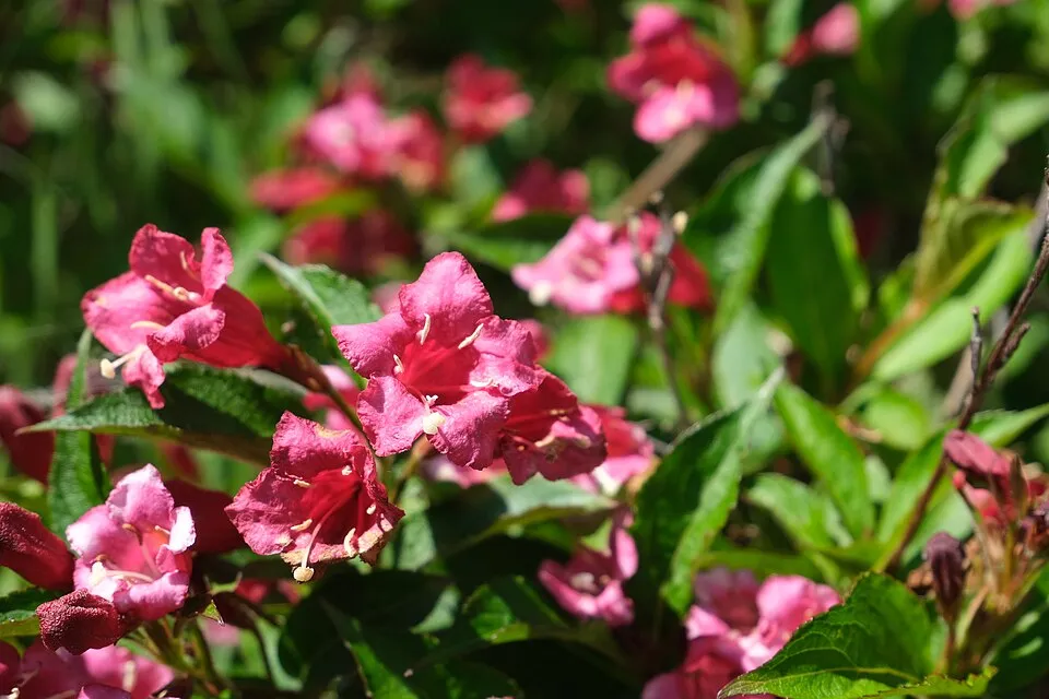 Rózsaszín virágú, zöld levelű rózsalonc / Weigela florida 'Pink Princess'
