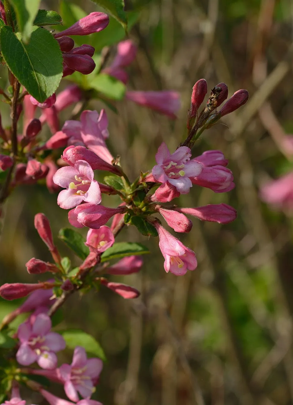 Rózsaszín virágú, zöld levelű rózsalonc / Weigela florida 'Pink Princess'