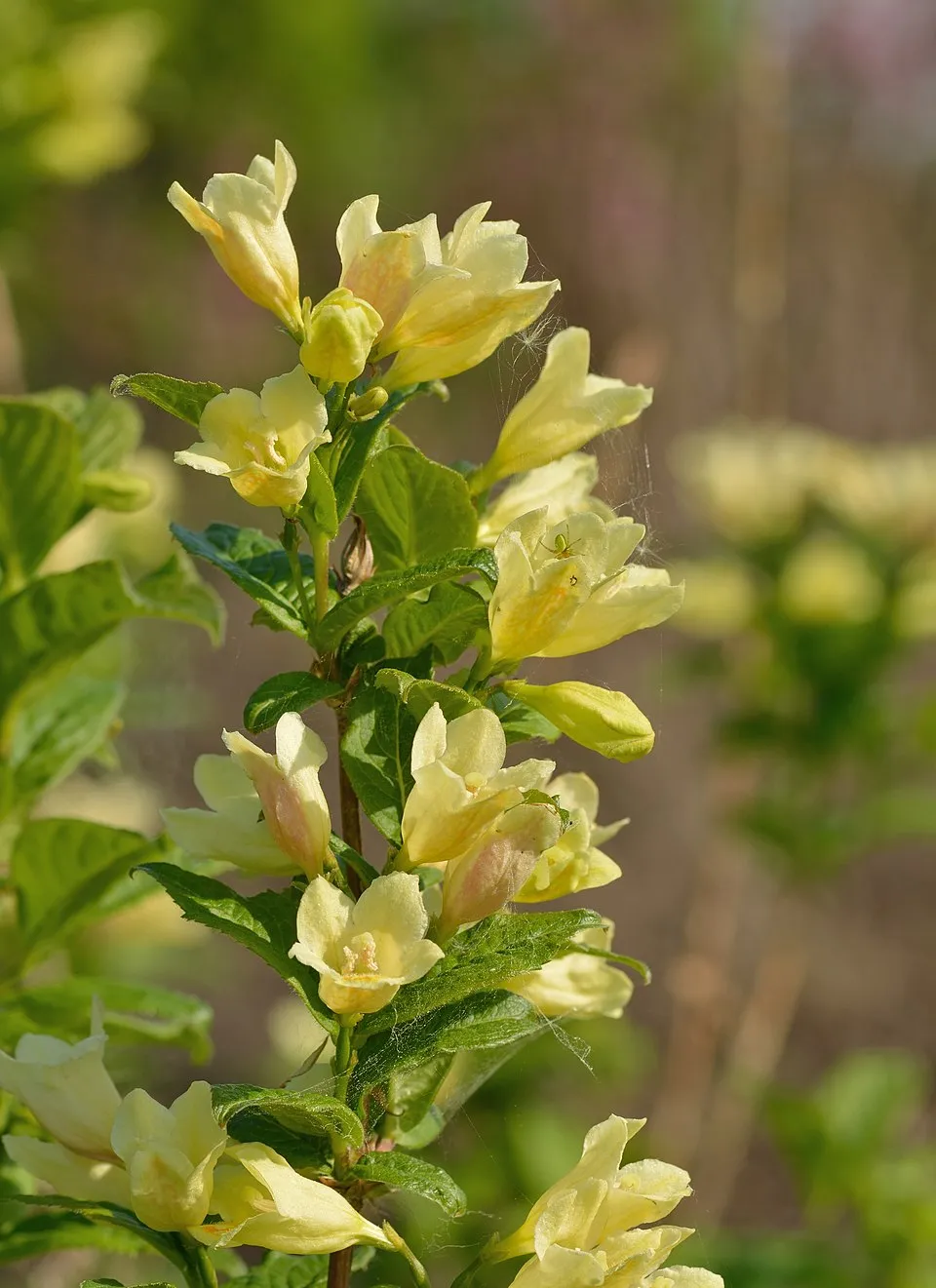 Rózsaszín virágú, zöld levelű rózsalonc / Weigela florida 'Pink Princess'