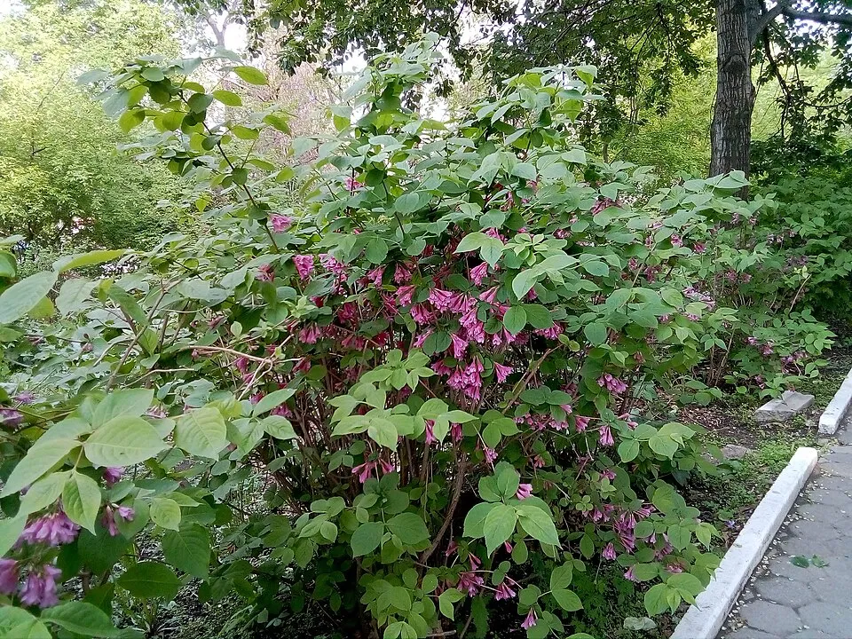 Rózsaszín virágú, zöld levelű rózsalonc / Weigela florida 'Pink Princess'
