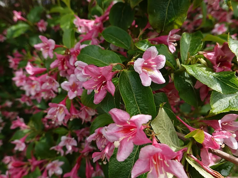 Rózsaszín virágú, zöld levelű rózsalonc / Weigela florida 'Pink Princess'