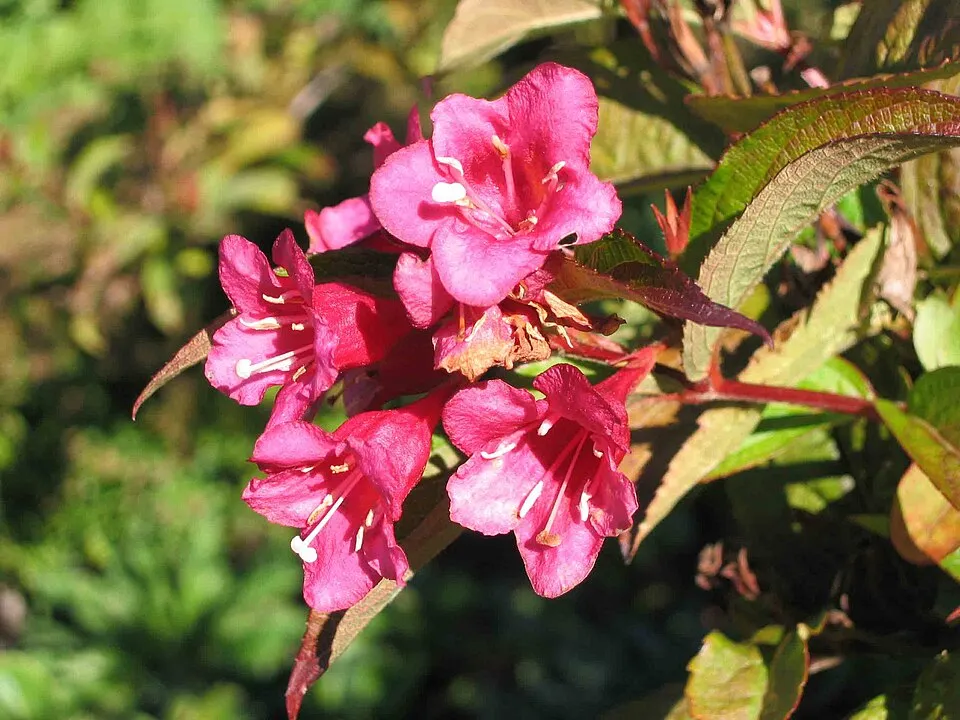 Sötétpiros virágú, zöld levelű rózsalonc / Weigela florida 'Red Prince'