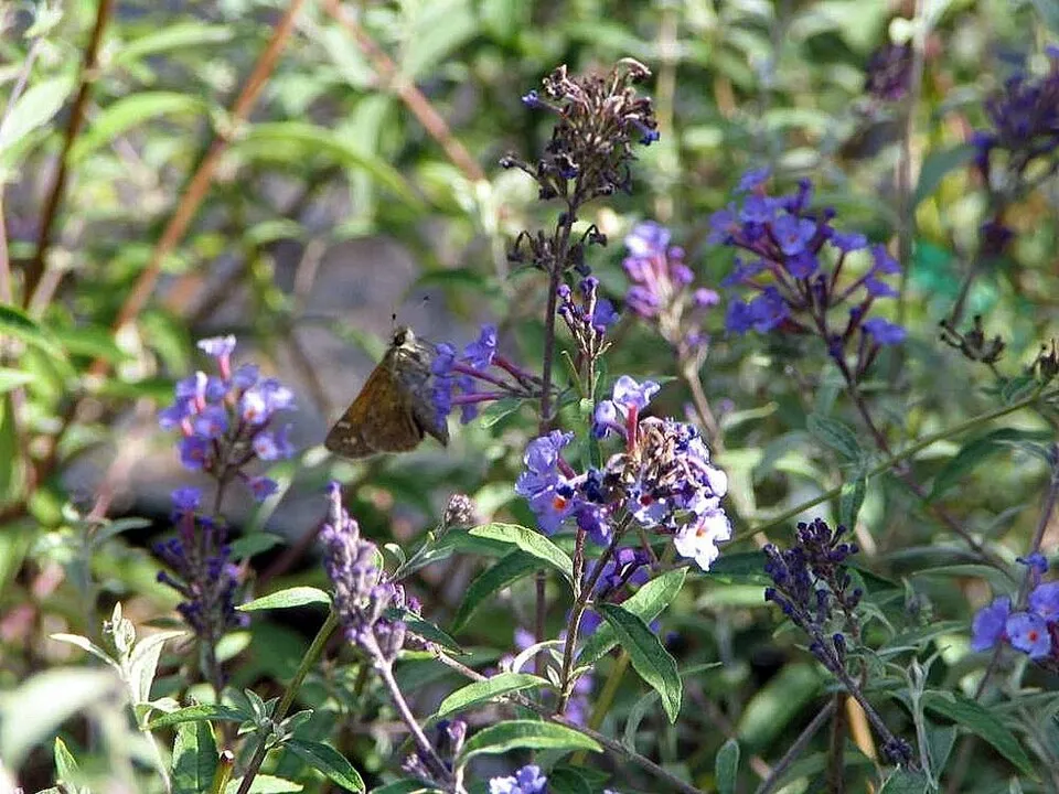 Kék virágú, törpe nyáriorgona / Buddleja davidii 'Nanho Blue'