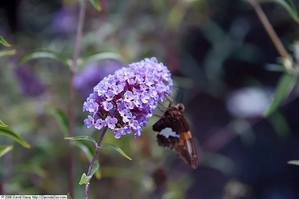 Kék virágú, törpe nyáriorgona / Buddleja davidii 'Nanho Blue'