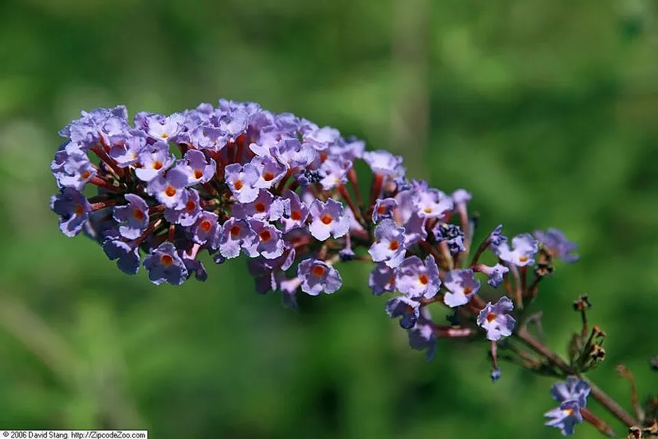 Kék virágú, törpe nyáriorgona / Buddleja davidii 'Nanho Blue'