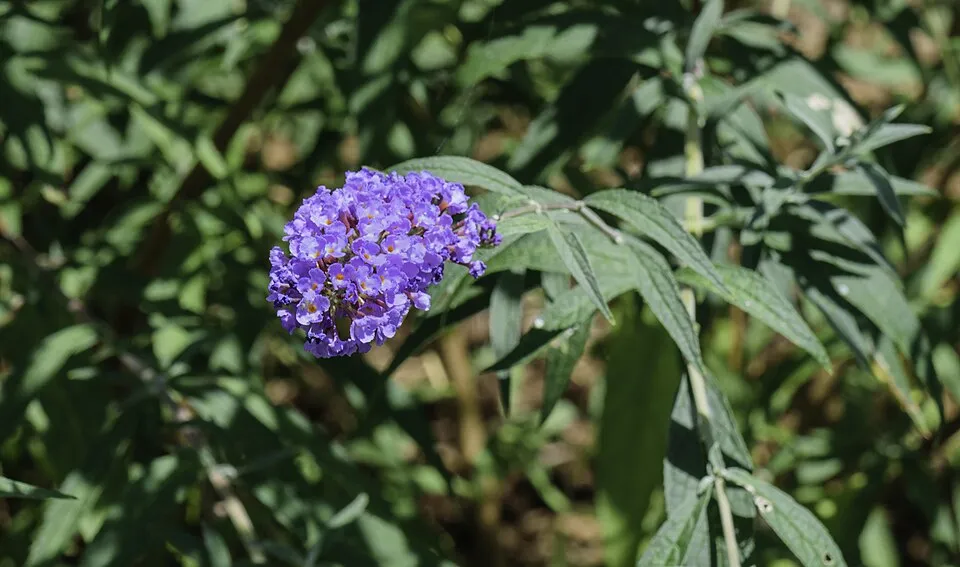 Kék virágú, törpe nyáriorgona / Buddleja davidii 'Nanho Blue'