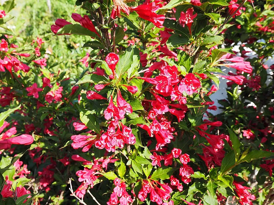 Sötétpiros virágú, zöld levelű rózsalonc / Weigela florida 'Red Prince'