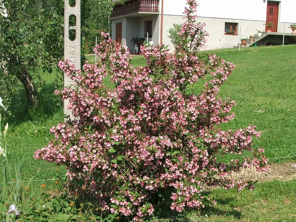 Barnás-bordó levelű, rózsaszín virágú, alacsony növekedésű rózsalonc / Weigela florida 'Tango'