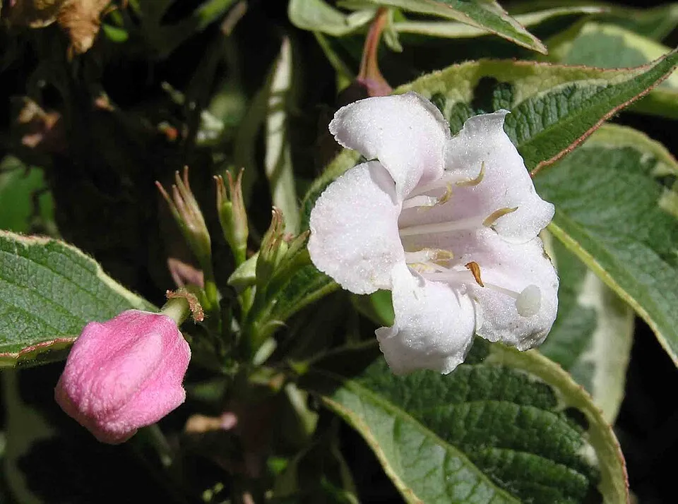Tarkalevelű, rózsaszín virágú rózsalonc / Weigela florida 'Variegata'