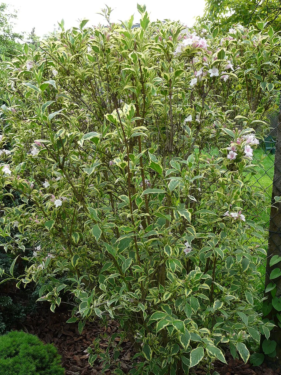 Tarkalevelű, rózsaszín virágú rózsalonc / Weigela florida 'Variegata'