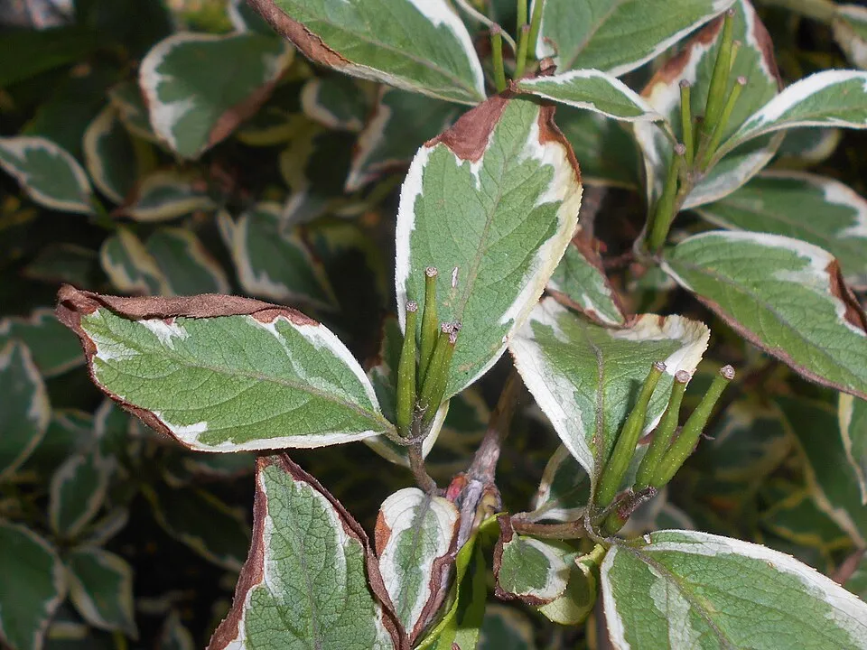 Tarkalevelű, rózsaszín virágú rózsalonc / Weigela florida 'Variegata'