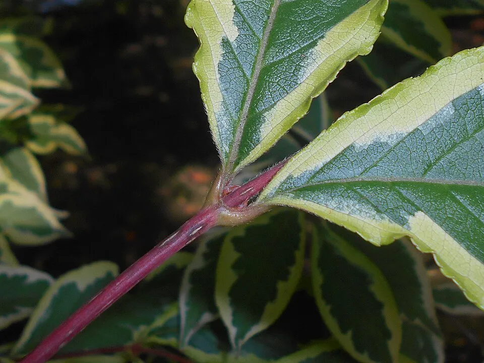 Tarkalevelű, rózsaszín virágú rózsalonc / Weigela florida 'Variegata'