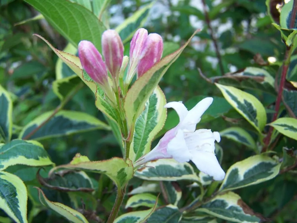 Tarkalevelű, rózsaszín virágú rózsalonc / Weigela florida 'Variegata'