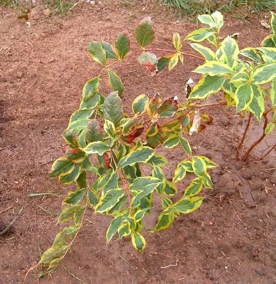 Tarkalevelű, rózsaszín virágú rózsalonc / Weigela florida 'Variegata'