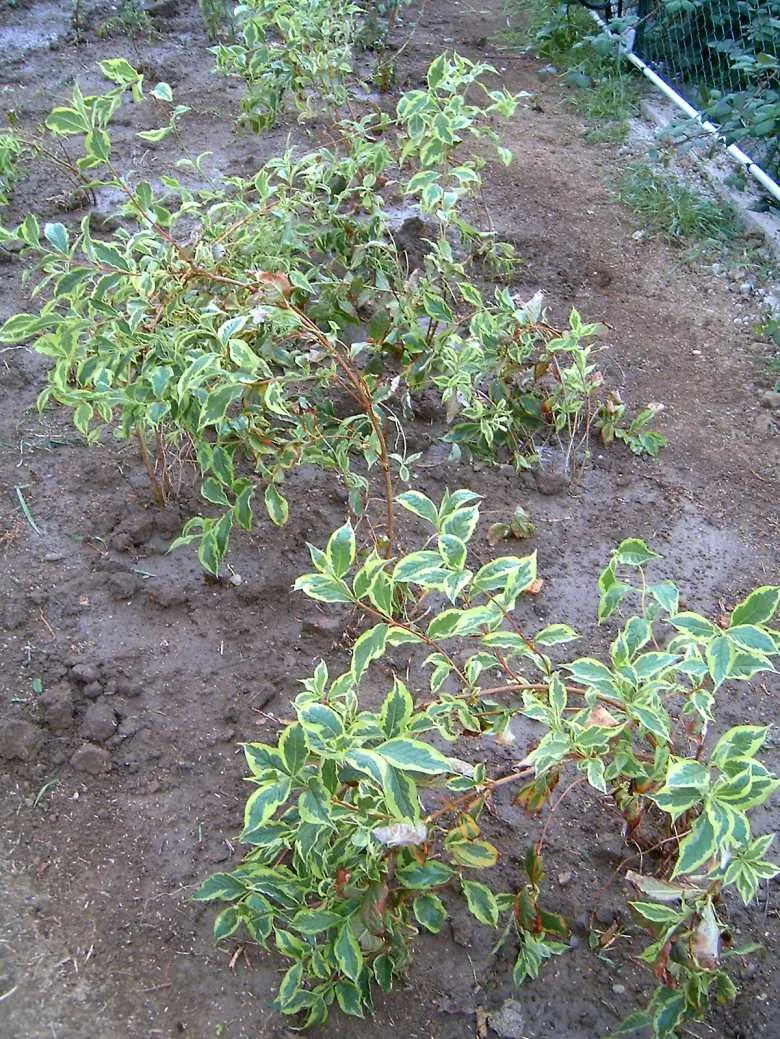 Tarkalevelű, rózsaszín virágú rózsalonc / Weigela florida 'Variegata'