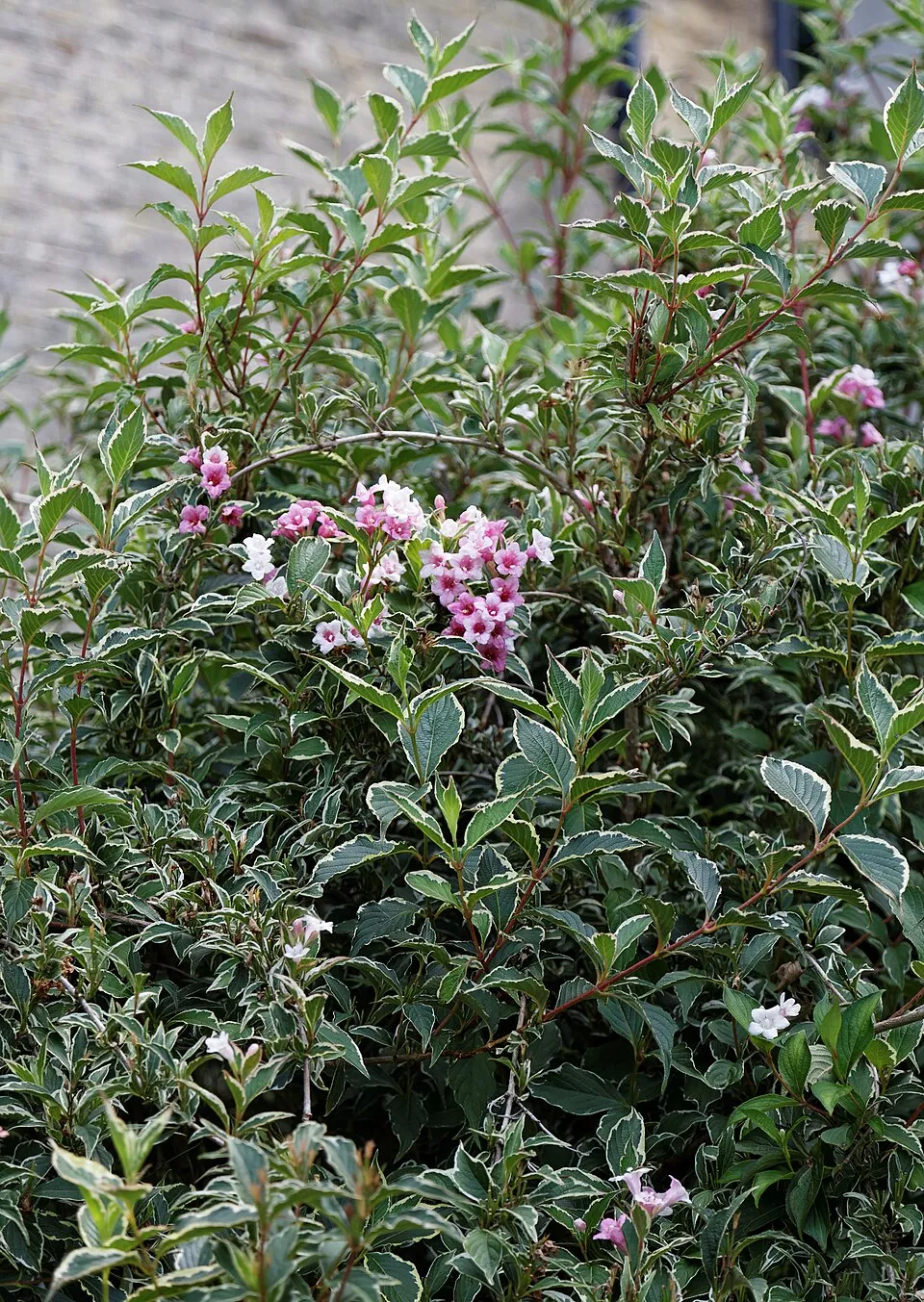 Tarkalevelű, rózsaszín virágú rózsalonc / Weigela florida 'Variegata'