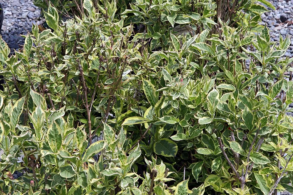 Tarkalevelű, rózsaszín virágú rózsalonc / Weigela florida 'Variegata'