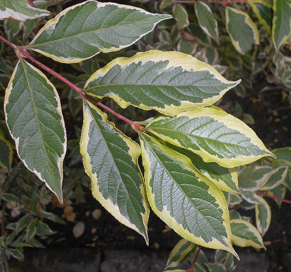 Tarkalevelű, rózsaszín virágú rózsalonc / Weigela florida 'Variegata'