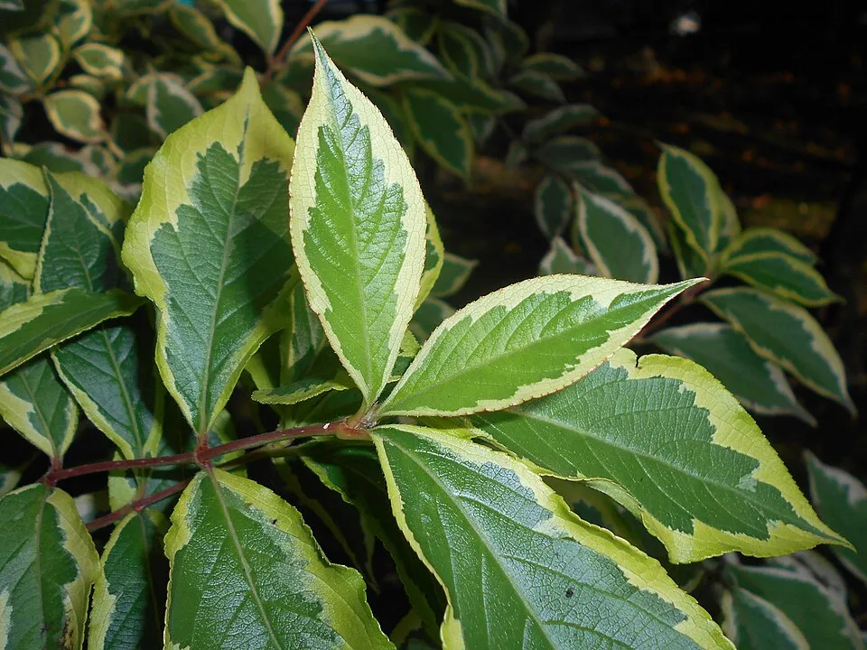 Tarkalevelű, rózsaszín virágú rózsalonc / Weigela florida 'Variegata'