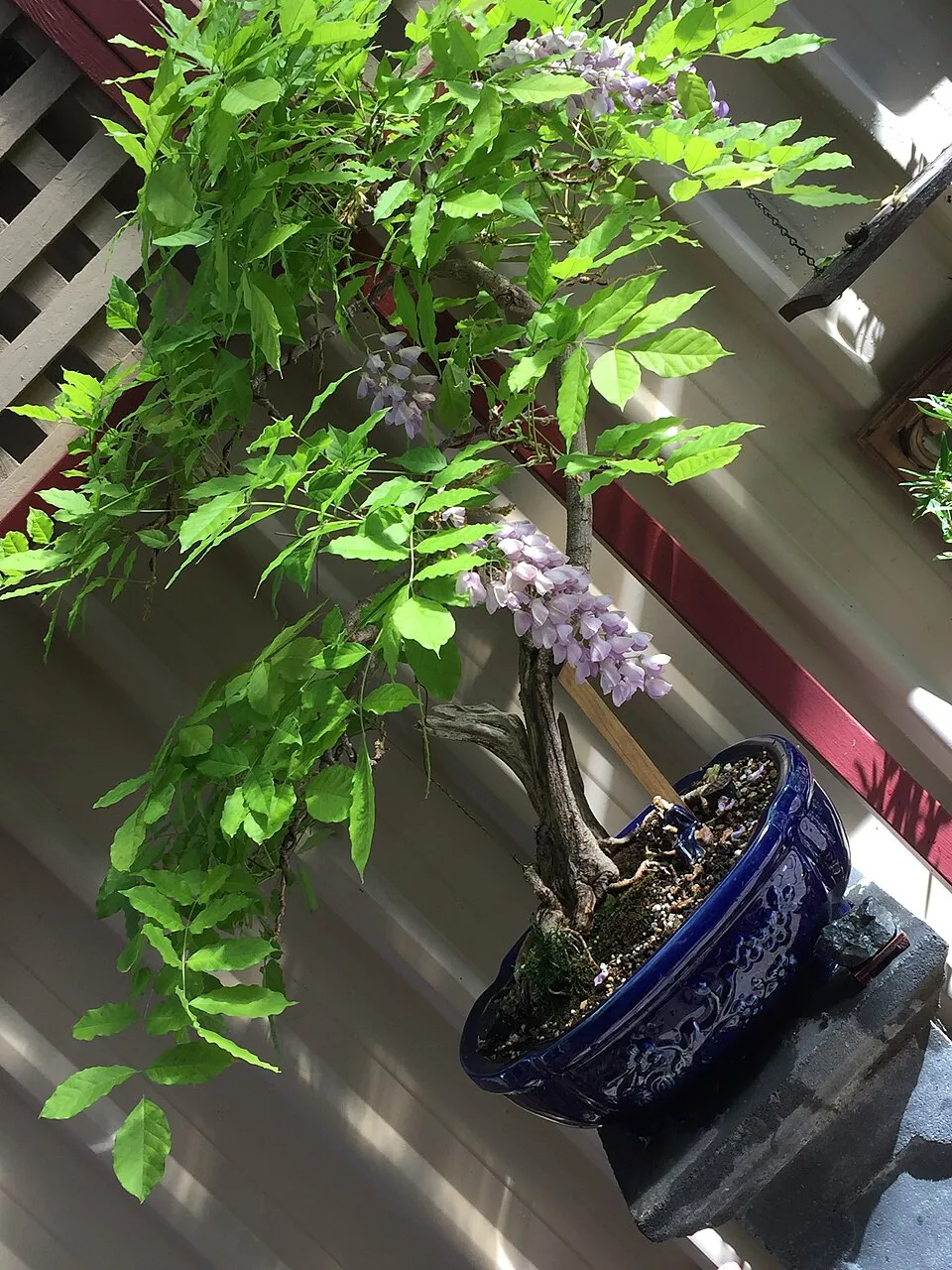Kínai lilaakác / Wisteria sinensis